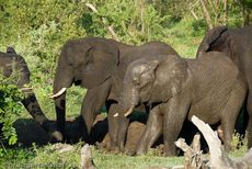 Afrikanischer Elefant (84 von 131).jpg